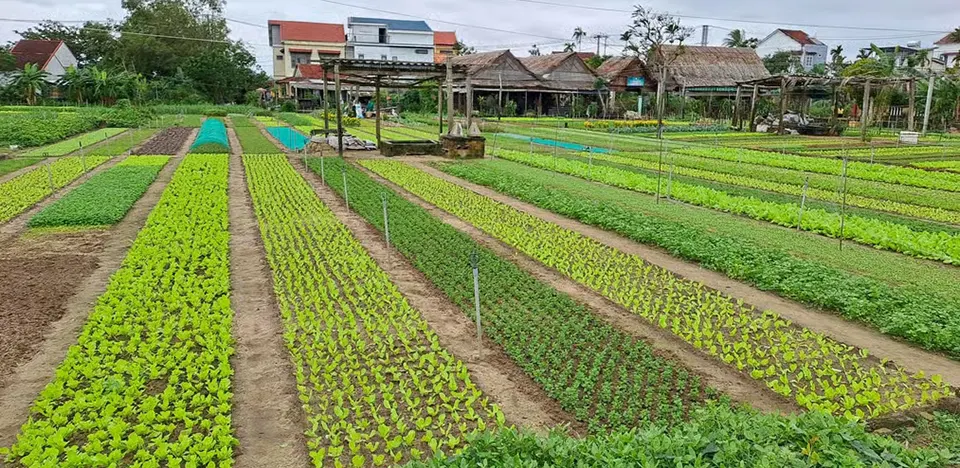 cam thanh village local life guide in Hoi An Vietnam