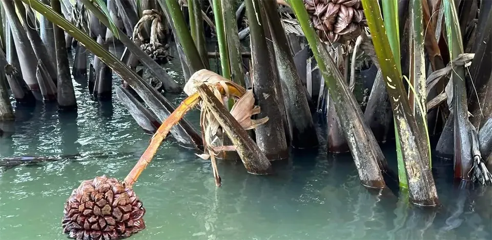 exploring coconut forest waterways in hoi an in Hoi An Vietnam